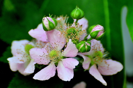 ３月４日の誕生花 花言葉