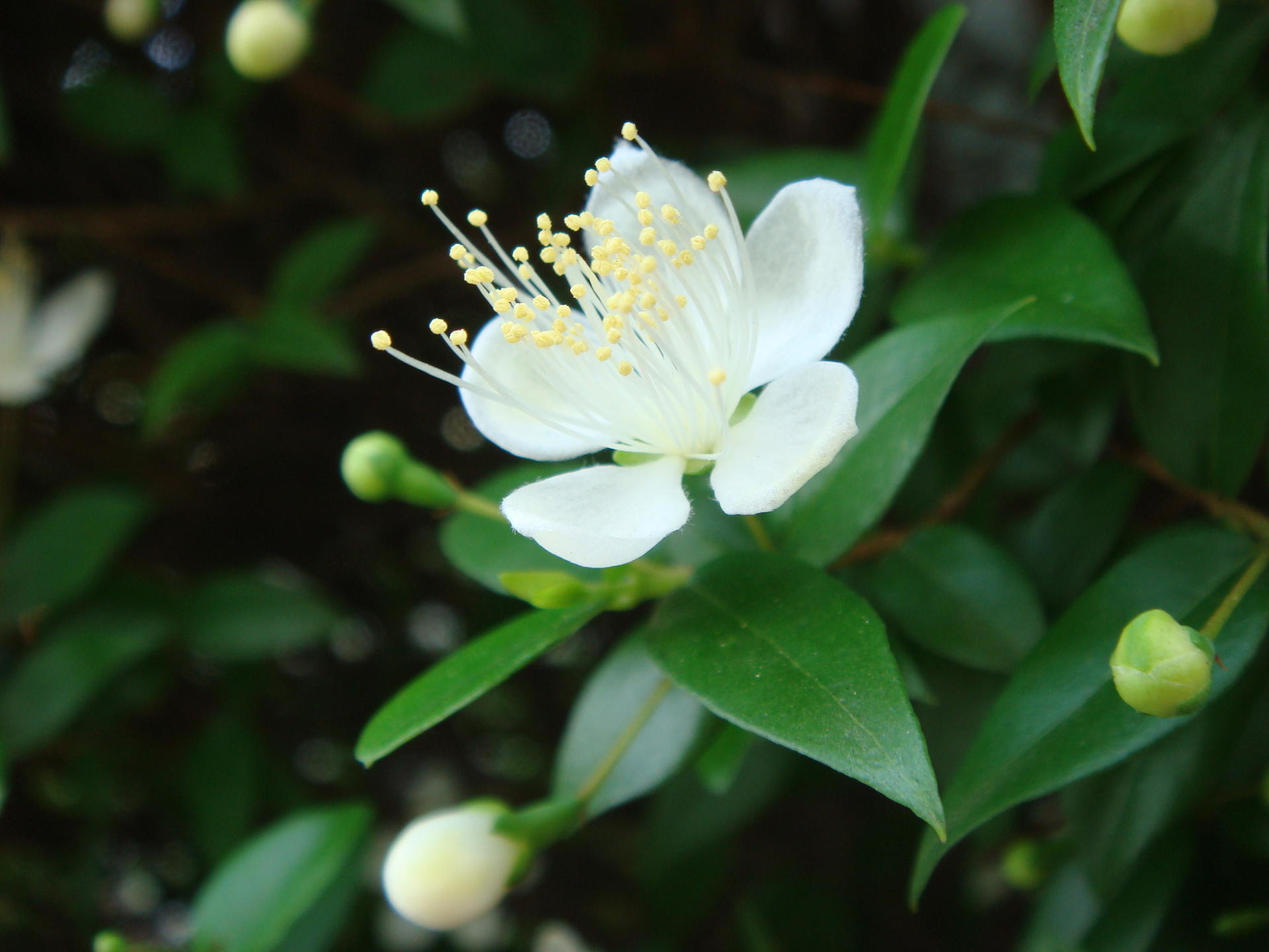 知って損無し 今日の誕生花 花言葉