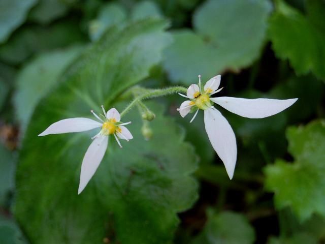 ２月８日の誕生花 花言葉を知ろう