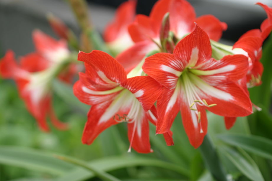 画像付き アマリリスの花言葉