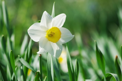 ２月１６日 花言葉 誕生花